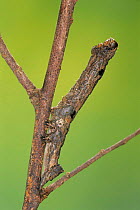 Looper moth caterpillar mimics twig {Geometridae} Guanacaste, Costa Rica