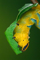 Death's head hawkmoth caterpillar feeding on leaf {Acherontia atropos} Germany