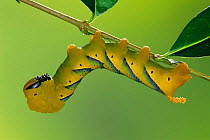 Death's head hawkmoth caterpillar in defence posture {Acherontia atropos} Germany
