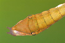 Butterfly caterpillar mimics snake {Archaeoprepona demophoon} Guanacaste, Costa Rica