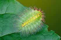 Slug caterpillar moth larva mimics bug {Limacodidae} Guanacaste, Costa Rica