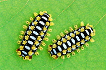 Slug caterpillar moth larvae mimicry {Limacodidae} Comoe NP, Ivory Coast