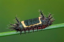 Slug caterpillar moth larva {Acharia nesea} Guanacaste, Costa Rica