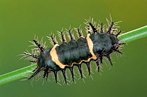 Slug caterpillar moth larva {Acharia nesea} Guanacaste, Costa Rica
