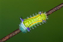 Cup moth larva {Parasa sandrae} Guanacaste, Costa Rica