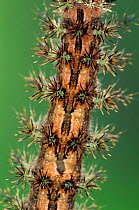 Giant silkworm moth caterpillar close up of spines {Lonomonia cyniva} Carabobo, Venezuela