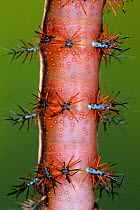 Saturniid moth caterpillar close up of spines {Automeris banus} Costa Rica