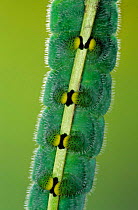 Moon moth caterpillar, close up of feet {Rothschildia aurota} Peru