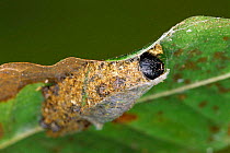 Sack bearer moth caterpillar overwinters in 'cocoon' attached to leaf {Mimallonidae} Costa Rica