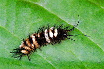 Saturniid moth caterpillar {Hylesia continua} covered with cocoons of parasite. Costa Rica, Central America