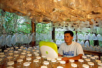 Research worker involved in Caterpillar Inventory Program, Guanacaste, Costa Rica