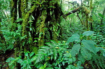 Monteverde NP, cloud forest, Costa Rica, Central America