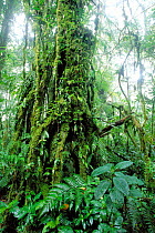Monteverde NP, cloud forest, Costa Rica.