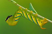 Deaths head hawk moth caterpillar {Acherontia atropos} Germany