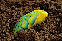 Deaths head hawk moth caterpillar burrows into soil to pupate {Acherontia atropos} Germany