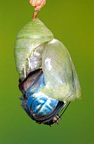 Common morpho butterfly emerging from pupa {Morpho pelaides} Costa Rica