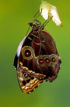Common morpho butterfly adult recently emerged from pupa {Morpho pelaides} Costa Rica