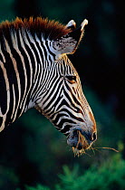 Head profile of Common zebra {Equus quagga} Masai Mara NR, Kenya