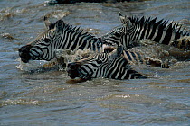 Common zebra swimming across Mara river {Equus quagga} Masai Mara NR, Kenya