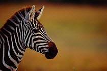 Young Common zebra head profile portrait {Equus quagga} Masai Mara NR, Kenya