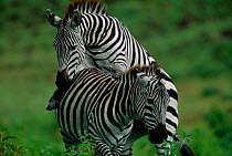 Common zebra male mounting female {Equus quagga} Masai Mara NR, Kenya