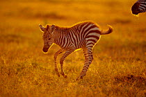 Young Common zebra prancing {Equus quagga} Masai Mara NR, Kenya