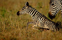 Newborn Common zebra foal trying to stand {Equus quagga} Masai Mara NR, Kenya