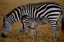 Newborn Common zebra foal suckling {Equus quagga} Masai Mara NR, Kenya