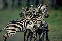 Male Common zebras showing aggression {Equus quagga} Masai Mara NR, Kenya
