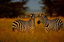 Male Common zebra showing flehmen reaction {Equus quagga} Masai Mara NR, Kenya
