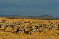Common zebra herd migrating across savanna plains {Equus quagga} Serengeti NP Tanzania