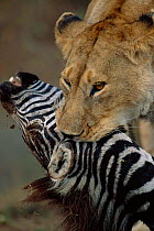 Lion suffocating zebra prey {Panthera leo} Masai Mara NR, Kenya, East Africa