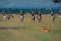 Cheetah watching Common zebra {Equus quagga} Masai Mara NR, Kenya, East Africa