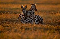 Common zebra foal playing over resting mother {Equus quagga} Masai Mara NR Kenya East Africa