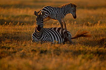 Common zebra foal jumping over resting mother {Equus quagga} Masai Mara NR Kenya East Africa