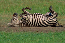 Common zebra rolling on back having dust bath {Equus quagga} Masai Mara NR Kenya