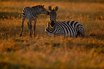 Common zebra foal nuzzling mother at rest {Equus quagga} Masai Mara NR Kenya
