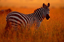 Common zebra at dusk {Equus quagga} Masai Mara GR, Kenya East Africa