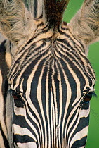 Close up of stripe patterns on Common zebra face {Equus quagga} Kenya East Africa