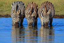 Three Common zebra drinking {Equus quagga} Masai Mara GR, Kenya East Africa