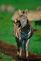 Common zebra braying {Equus quagga} Masai Mara GR, Kenya East Africa