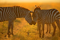 Common zebras greeting {Equus quagga} Masai Mara GR, Kenya East Africa