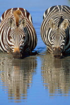 Two Common zebra drinking {Equus quagga} Masai Mara GR, Kenya East Africa