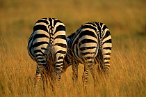 Rear view of two Common zebra grazing {Equus quagga} Masai Mara GR, Kenya East Africa