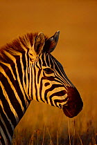 Head portrait of Common zebra {Equus quagga} Masai Mara, Kenya East Africa