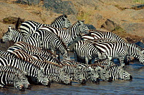 Common zebra herd drinking from Mara river {Equus quagga} Masai Mara GR, Kenya East Africa