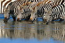 Common zebras drinking from Mara river {Equus quagga} Masai Mara GR, Kenya East Africa