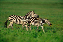 Common zebra courtship / mating behaviour {Equus quagga} Masai Mara GR, Kenya East Africa
