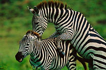Common zebra mating behaviour - male attempts to mount female {Equus quagga} Masai Mara GR, Kenya East Africa
