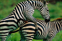 Common zebra male mounting female {Equus quagga} Masai Mara GR, Kenya East Africa